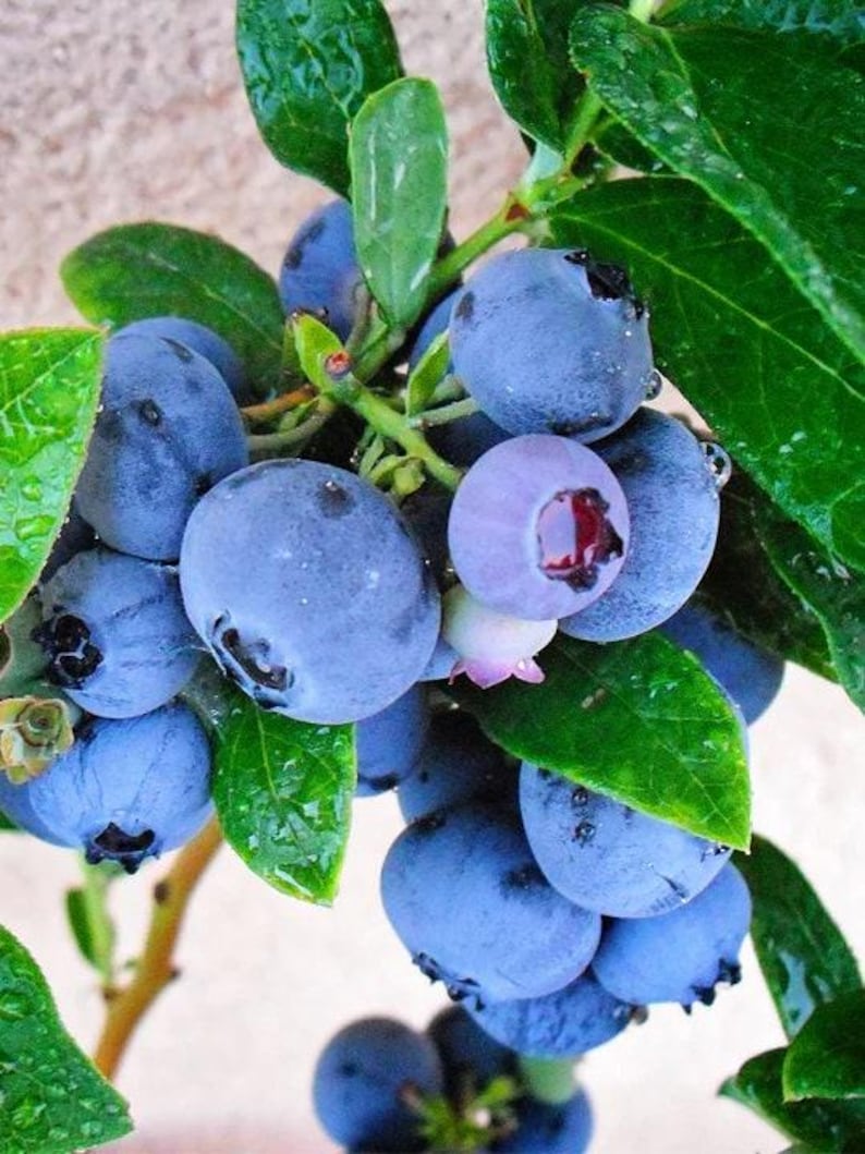 Blueberry Plant 6" Pot Emerald Variety Vaccinium corymbosum, Early Ripening, Low Chilling Requirement, 1 ft Tall