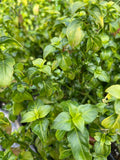 Mushroom Plant 1 Gal Pot Rungia Klossii - Nutrient-Rich, Edible Greens for Salads, Soups, Stir Fry, and Sandwiches