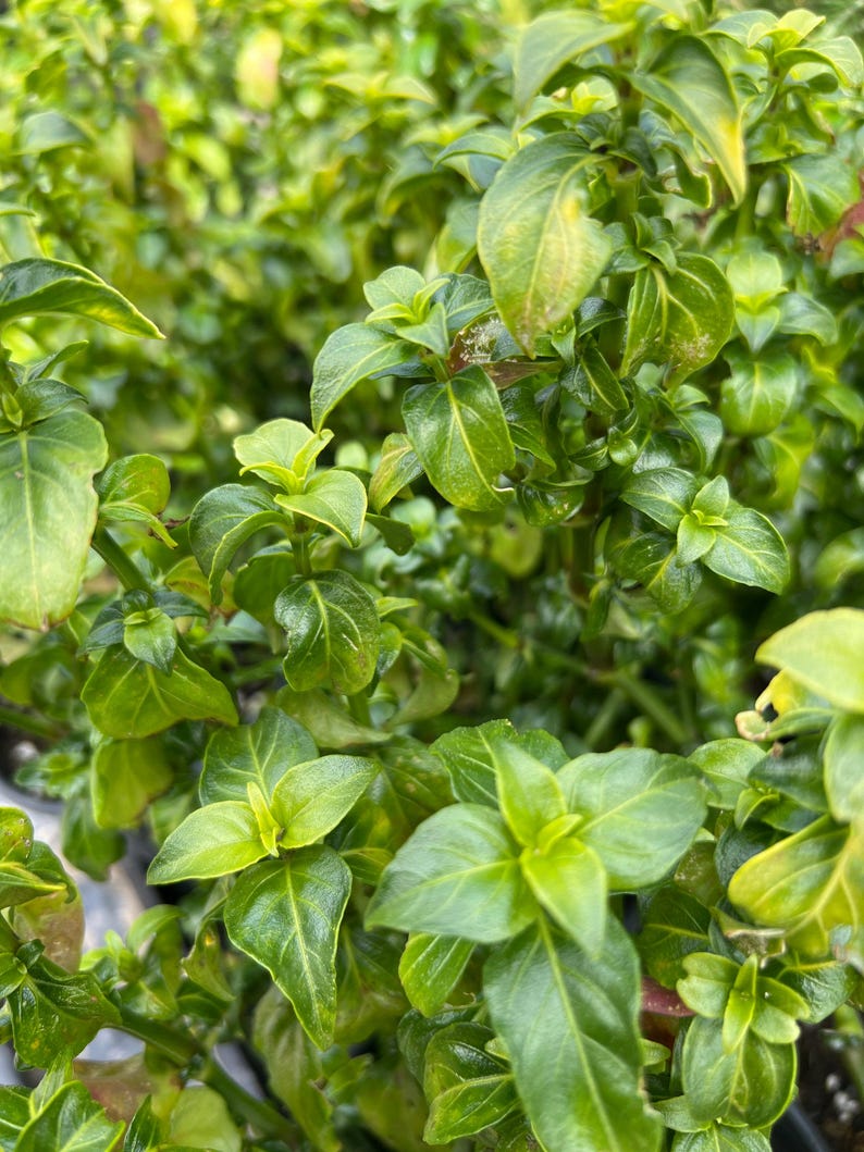 Mushroom Plant 1 Gal Pot Rungia Klossii - Nutrient-Rich, Edible Greens for Salads, Soups, Stir Fry, and Sandwiches