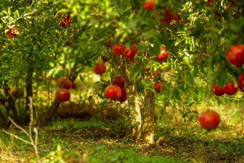 Wonderful Pomegranate Tree - 3 Gal Pot - Punica granatum - Popular Ornamental with Juicy Red Fruit - Drought Tolerant