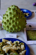 Cherimoya Tree 3 Gal Pot El Bumpo Grafted Live Plant 1-2 Feet Tall Annona cherimola
