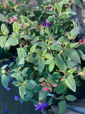Princess Flower Plant 6" Pot Tibouchina Urvilleana - Tropical Evergreen Shrub with Deep Purple Flowers, Ideal for Hedges and Accents