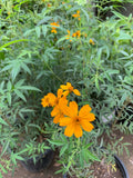 Live Plant 1 Gallon Mexican Bush Marigold Tagetes lemonii - Orange-Yellow Flowers, Sun to Part Shade, Regular Water