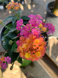 Lantana Plant in 1 Gallon Pot - Rose Variety - Lantana camara