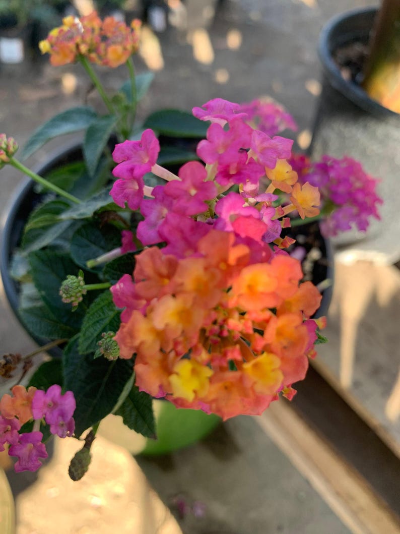 Lantana Plant in 1 Gallon Pot - Rose Variety - Lantana camara