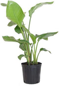 Giant Bird of Paradise Plant - 3 Gallon Pot - Multiple Trunks - Strelitzia Nicolai - 2 to 3 Feet Tall