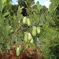 Thai Seedless Guava Plant - 1 to 2 Feet Tall - ?i Không H?t Thái Lan - 3 Gallon Pot