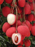 Sweet Heart Lychee Tree - Airlayered - 2 Feet Tall - Live Plant in 3 Gal Pot - Fresh From Our Garden - Good Root System