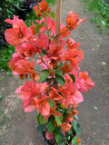 Bougainvillea Live Plant 3-4 Feet Orange King in 3 Gallon Pot - Bougainvillea glabra