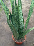 Sansevieria trifasciata Live Plant - 1 Foot Tall in 6" Pot - Snake Plant - Ideal Indoor Air Purifier - Mother-in-Law's Tongue
