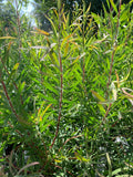 Leucadendron Live Plant 1ft Tall in 6" Pot, Chief Variety, Bright Red Growth, South African Shrub, Leucadendron salignum