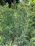 Leucadendron 'Little Red' Live Plant 1-2ft Tall in 6" Pot - Leucadendron Salignum Hybrid with Red/Cream Flowers