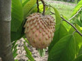 Lisa Atemoya Fruit Tree - 1ft Grafted Live Plant - Fresh from Garden - Ships in 6" Pot - Annona squamosa Hybrid