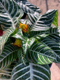 Zebra Plant 6" Pot Aphelandra Squarrosa - Tropical Foliage Houseplant, 6-8” Tall, Decorative Indoor Plant