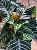 Zebra Plant 6" Pot Aphelandra Squarrosa - 6-8" Tall Indoor Houseplant with Striking Foliage