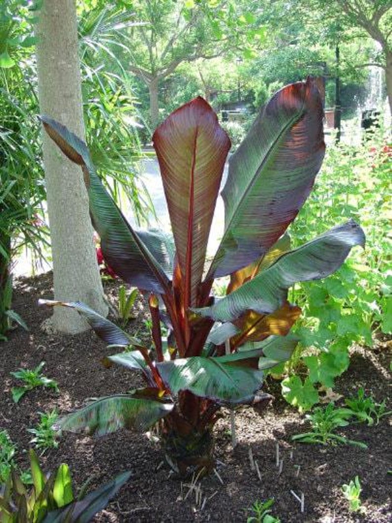 Red Leaf Banana Plant - 1ft Tall - Ensete ventricosum 'Maurelii' - Tropical Foliage in 6" Pot - Ideal for Gardens and Patios