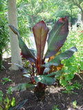 Red Leaf Banana Plant - 1 Gallon Pot - Ensete ventricosum 'Maurelii' - Tropical Foliage - Perfect for Patio Gardens