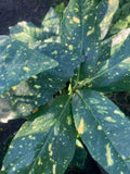 Gold Dust Plant 1-2 Feet Aucuba Japonica 'Variegata' in 6-Inch Pot - Glossy Dark Green Leaves with Yellow Splashes