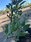 Arctostaphylos 'Howard McMinn' 1 Gallon Pot Shrub - Medium Size, Bright Green Foliage, Red Bark, Pink Flowers in Spring