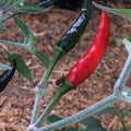 Black Cobra Pepper Plant in 6” Pot - Capsicum annuum - Spicy Chili Pepper for Gardening and Culinary Use