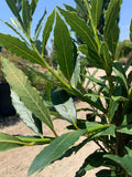 Live Plant 1-2ft Sweet Bay Little Ragu in 6” Pot - Laurus nobilis - Aromatic Foliage for Culinary Use