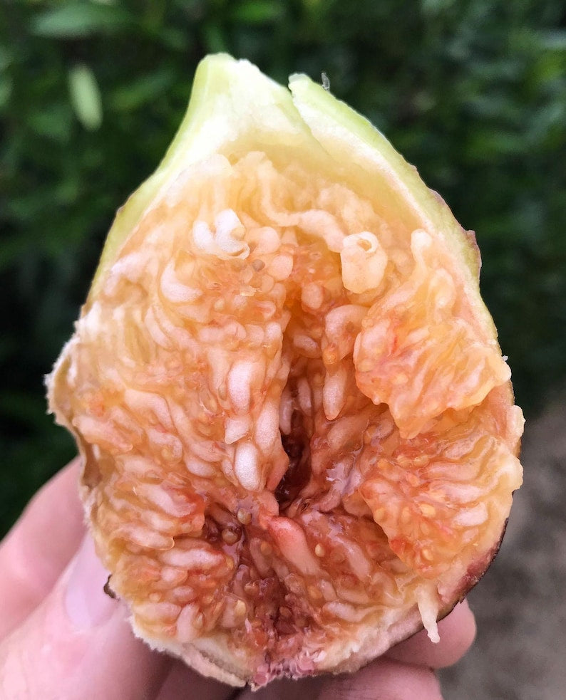 Flanders Fig Tree in 3Gal Pot - 3 to 4 Feet Tall - Ficus carica - Violet Striped Fruits with Amber Flesh, Ideal for Warm Climates