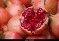 Pomegranate Plant - 3 Gallon Pot - Fruit-Bearing Shrub - Punica granatum - 2 to 3 Feet Tall