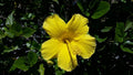 Hibiscus Live Plant 1’ Tall Yellow Flowering in 6" Pot - Hibiscus rosa-sinensis