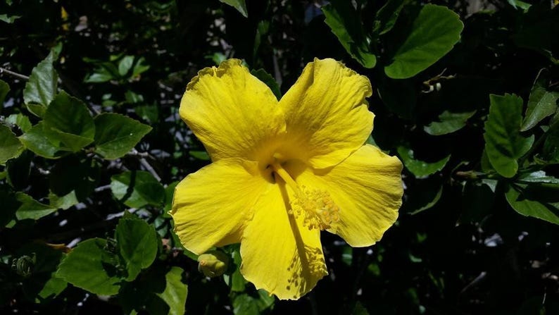 Hibiscus Live Plant 1’ Tall Yellow Flowering in 6" Pot - Hibiscus rosa-sinensis