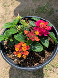 Lantana Cherry Sunrise Live Plant in 1 Gallon Pot - Vibrant Yellow & Orange Flowers - Lantana camara