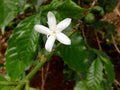 Arabica Coffee Plant - 4" Pot - Glossy Green Foliage - Coffea arabica - Easy Indoor/Outdoor Growing, Fresh Beans & Jasmine Flowers