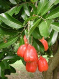 Akee Tree - 3 Gallon Pot - Fast-Growing Evergreen - Blighia sapida - Nutty-Flavored Fruit, Poisonous Until Open