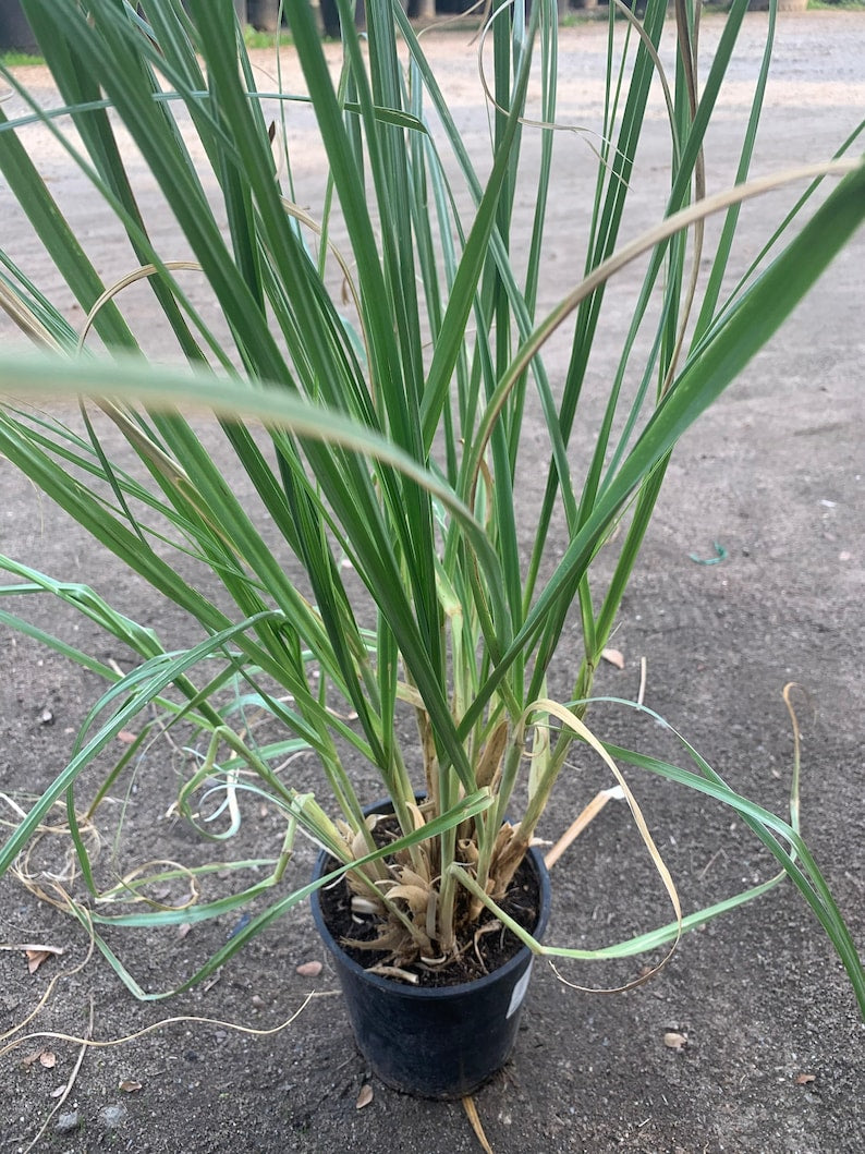 Pampas Grass 6" Pot - Cortaderia Selloana - 2 Feet Tall Live Plant