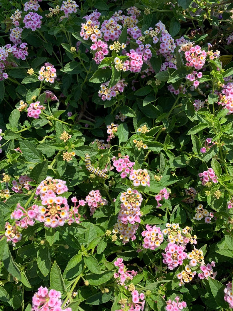 Lantana Plant in 1 Gallon Pot - Old Fashion Pink Variety - Sun-Loving Perennial (Lantana camara)