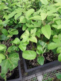 Yellow Passion Fruit Starter Plant - 4" to 8" Tall - Passiflora edulis f. flavicarpa - Ships in 3" Pot