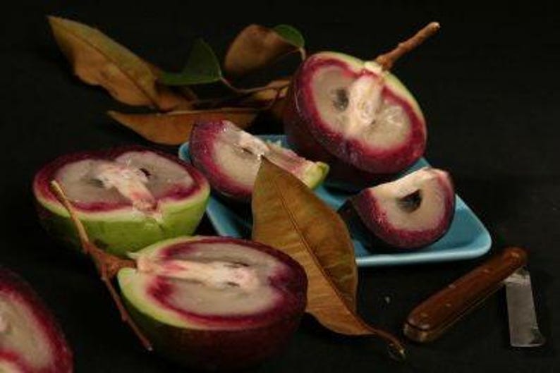 Caimito Plant - 1 Seedling in 6" Pot - Chrysophyllum cainito - Purple & Green Variety - Tropical Fruit Tree for Home Garden