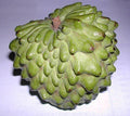 Atemoya Fruit Tree - 2 Feet Tall Grafted Live Plant in 6" Pot - Geffner Variety (Annona atemoya)