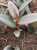 Ficus Elastica 'Burgundy' Starter Plant - 4" Pot - Rubber Plant - Indoor Houseplant - Easy Care Foliage