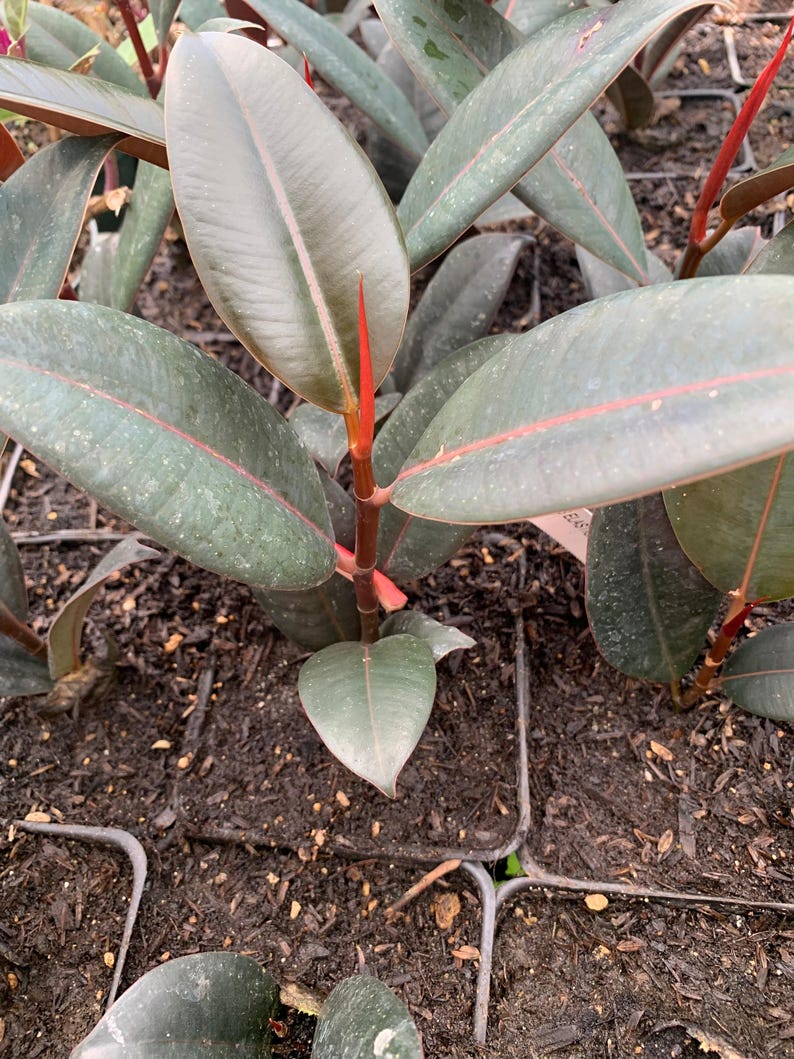Ficus Elastica 'Burgundy' Starter Plant - 4" Pot - Rubber Plant - Indoor Houseplant - Easy Care Foliage