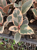 Ficus elastica 'Tineke' Starter Plant - 4” Pot - Variegated Rubber Plant - Easy Care Houseplant