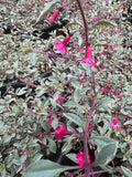 Fuchsia Plant 6” Pot Variegated Fuchsia thymifolia ‘Varigate’ Live Plant