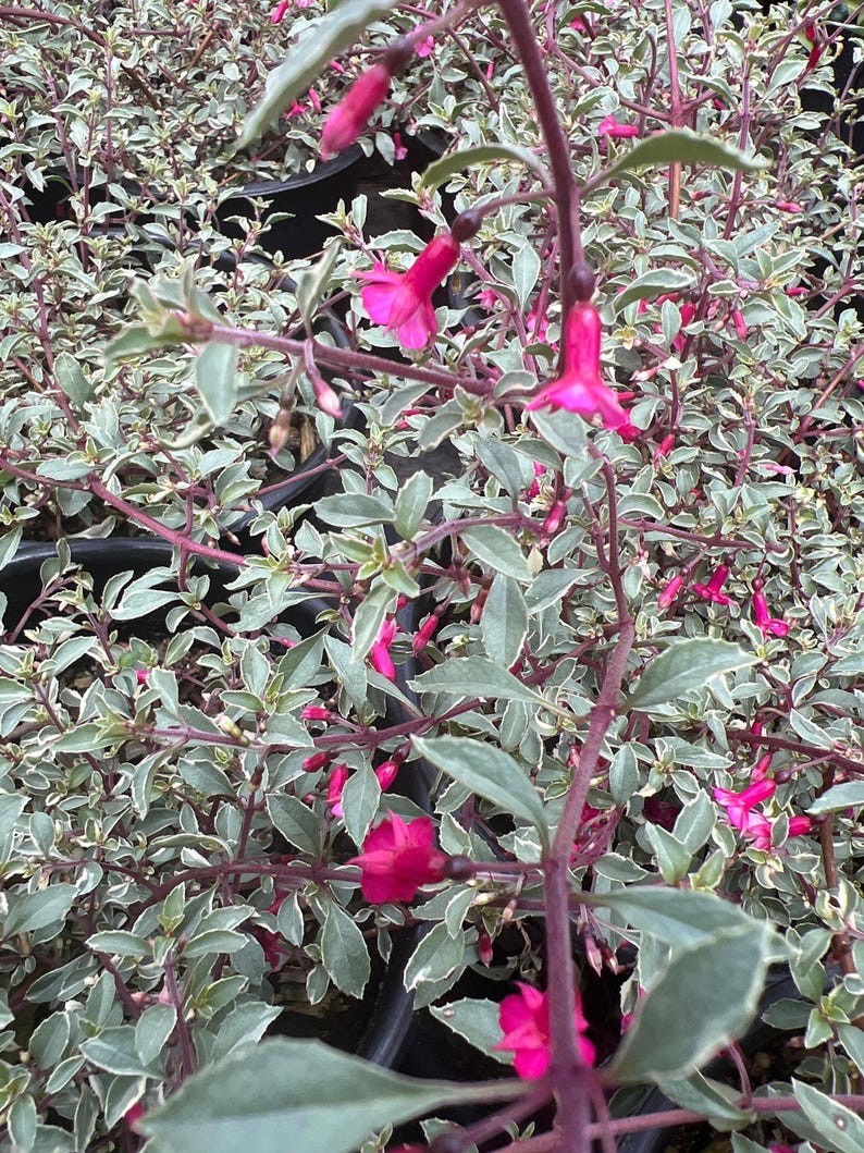 Fuchsia Plant 6” Pot Variegated Fuchsia thymifolia ‘Varigate’ Live Plant
