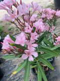 Nerium Oleander Live Plant 1ft Tall in 6" Pot - Petite Pink Flowering Evergreen Shrub for Full Sun