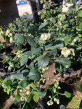 Live Blueberry Plant 1 Gallon Pot Biloxi Southern Highbush Blueberry Vaccinium corymbosum with Flowers
