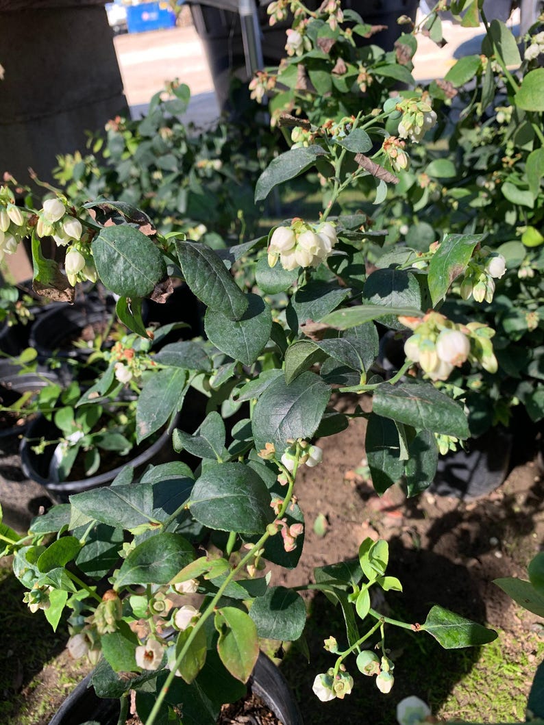 Live Blueberry Plant 1 Gallon Pot Biloxi Southern Highbush Blueberry Vaccinium corymbosum with Flowers