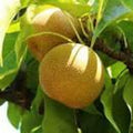 Shinseiki Asian Pear Tree - 3 Gallon Pot - Medium to Large Yellow Fruit - Pyrus pyrifolia