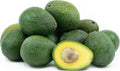 Gwen Avocado Tree - 1 ft Grafted Plant - Ship in Plastic Bag - Persea americana