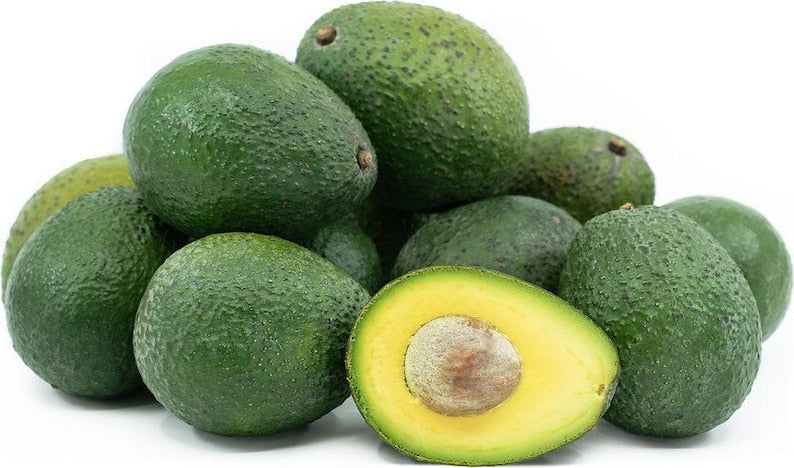 Gwen Avocado Tree - 1 ft Grafted Plant - Ship in Plastic Bag - Persea americana