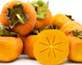 Fuyu Persimmon Tree - Grafted - 3 Gallon Pot - Non-Astringent - Diospyros kaki - 2 to 3 Feet Tall - Sweet, Firm Fruit