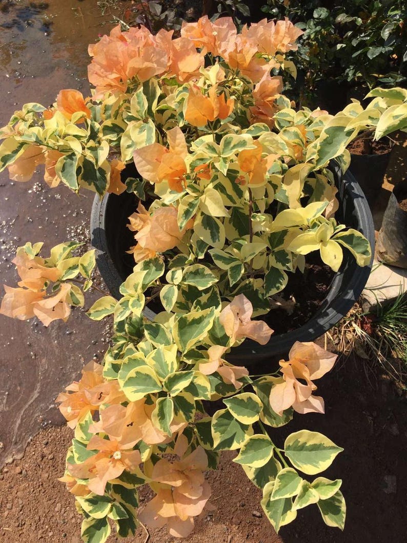 Orange Ice Bougainvillea Plant - 6" Pot - Vibrant Orange Bracts - Bougainvillea glabra